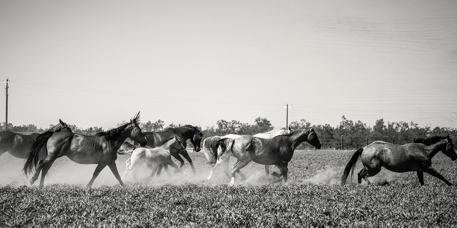 Available Horses | Horses in Texas | Sterling Equine